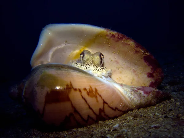 Polvo Coco Concha Mar Amphioctopus Marginatus Golfo Tailândia Pattaya — Fotografia de Stock