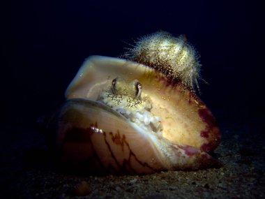Deniz kestanesi ile kabuk Hindistan cevizi ahtapot, Amphioctopus marginatus. Tayland Körfezi, Pattaya. 