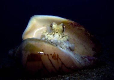 Deniz kabuğunda hindistan cevizi ahtapot, Amphioctopus marginatus. Tayland Körfezi, Pattaya.