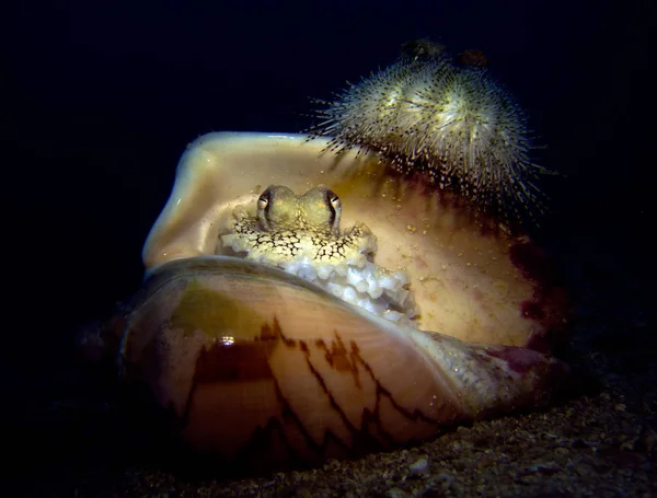 Kokos Bläckfisk Skal Med Sjöborre Amfioctopus Marginatus Gulf Thailand Pattaya — Stockfoto