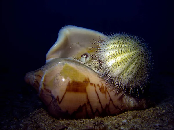 Pulpo Coco Concha Con Erizo Mar Amphioctopus Marginatus Golfo Tailandia — Foto de Stock