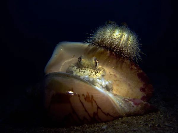Kokos Bläckfisk Skal Med Sjöborre Amfioctopus Marginatus Gulf Thailand Pattaya — Stockfoto