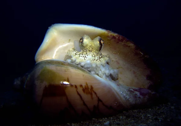 Deniz kabuğunda hindistan cevizi ahtapot, Amphioctopus marginatus. Tayland Körfezi, Pattaya.