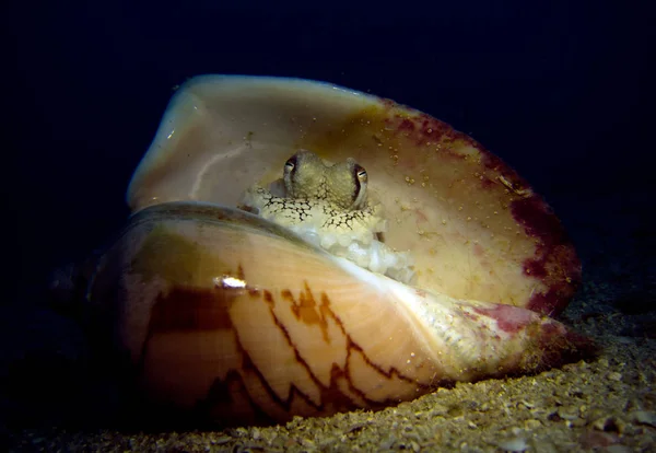 Kokos Bläckfisk Snäckskal Amphioctopus Marginatus Gulf Thailand Pattaya — Stockfoto