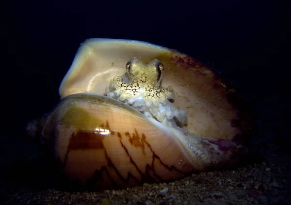 Gurita Kelapa Kerang Laut Amphioctopus Marginatus Teluk Thailand Pattaya — Stok Foto