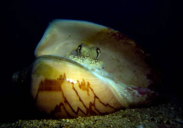 Kokos Bläckfisk Snäckskal Amphioctopus Marginatus Gulf Thailand Pattaya — Stockfoto