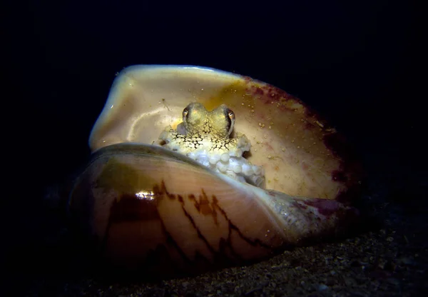 Coconut Octopus Sea Shell Amphioctopus Marginatus Gulf Thailand Pattaya — Stock Photo, Image