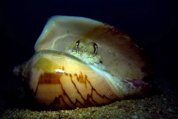 Polvo Coco Concha Mar Amphioctopus Marginatus Golfo Tailândia Pattaya — Fotografia de Stock