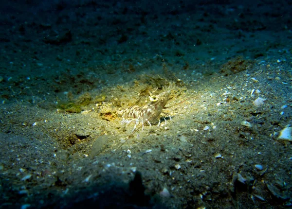 Shrimp Sandy Bottom Gulf Thailand Pattaya — Stock Photo, Image