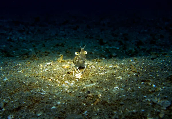 Shrimp Sandy Bottom Gulf Thailand Pattaya — Stock Photo, Image