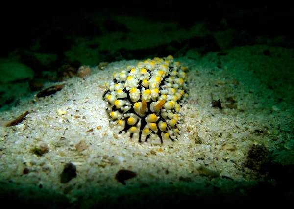 Phyllidia Varicosa Slug Nudibranch Nudi Gulf Thailand Pattaya — Stock Photo, Image