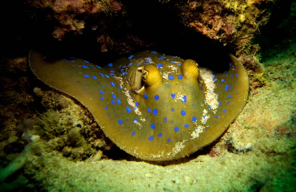 Modrý Skvrnitý Paprsek Thajský Záliv Pattaya — Stock fotografie