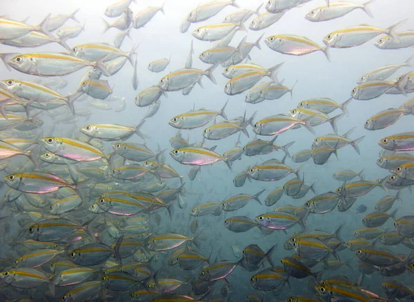 Sarı sırtlı piyade, Caesio Xanthonota. Balık sürüsü, mercan resifi. Chang Adası, Tayland Körfezi.