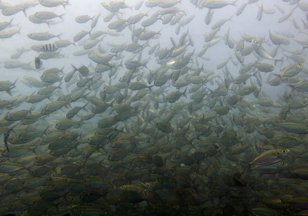 Sarı sırtlı piyade, Caesio Xanthonota. Balık sürüsü, mercan resifi. Chang Adası, Tayland Körfezi.