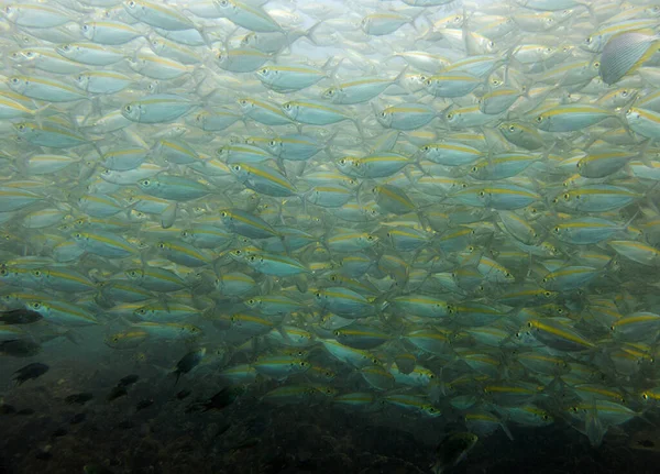 Sarı sırtlı piyade, Caesio Xanthonota. Balık sürüsü, mercan resifi. Chang Adası, Tayland Körfezi.
