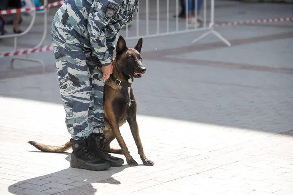 police dogs with a dog handler