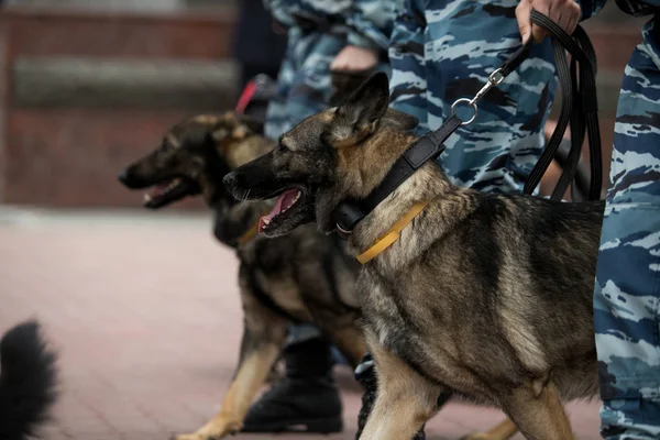 Guard dog in equipment with the inscription Police. The Russian Police
