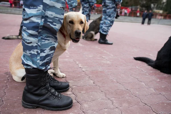 Guard dog in equipment with the inscription Police. The Russian Police