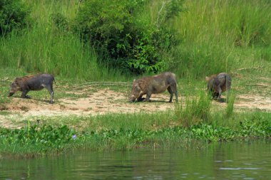 Warthogs üçlüsü diz Murchison Falls Milli Parkı, Uganda Nil Nehri boyunca otlatmak için.