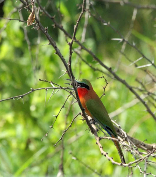 Oiseau Mangeur Abeilles Sur Une Branche Épineuse Parc National Murchison — Photo