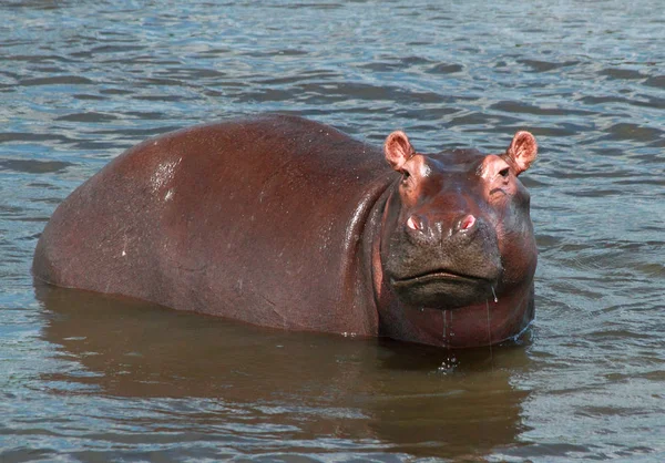 Piccolo Ippopotamo Guarda Telecamera Mentre Guadagna Nel Fiume Nilo — Foto Stock