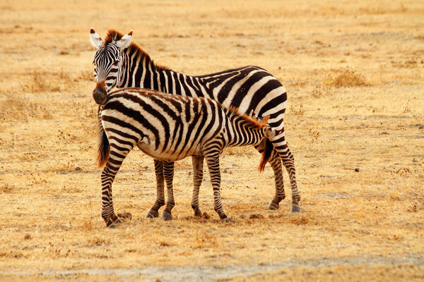 A mother zebra stands on the Serengeti plains while her baby feeds from her.
