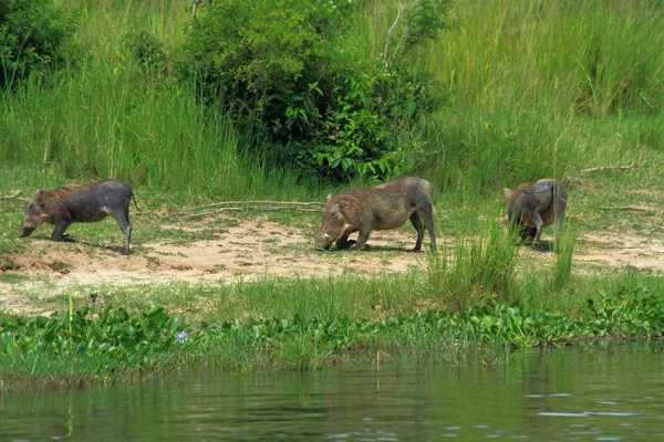 Trio Warthogs Kneel Graze Nile River Murchison Falls National Park — Stock Photo, Image
