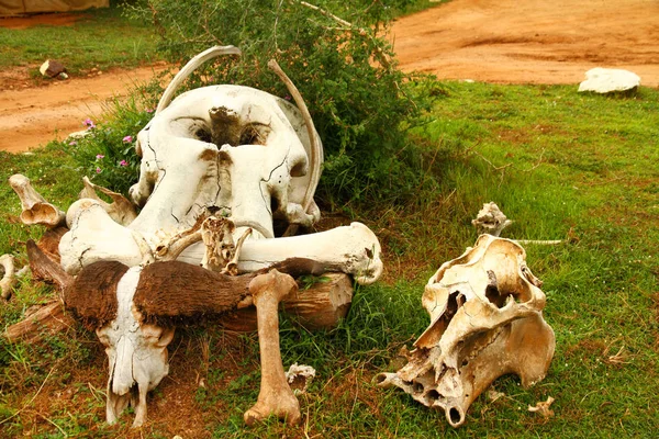 A group of safari animal skulls, including buffalo and elephant, on the ground at a safari camp.