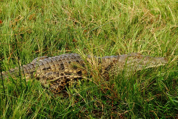 Crocodile Camouflages Grass River Shoreline — Stock Photo, Image