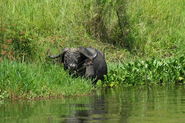 A Cape Buffalo is feeding along the shoreline of the nile river in Murchison Falls National Park, in Uganda.