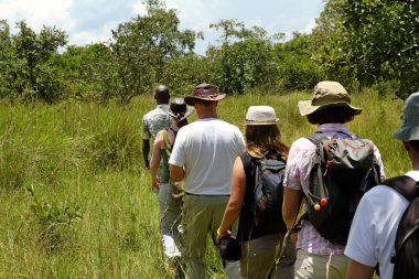 Tek bir dosya Ziwa Rhino Sanctuary, Uganda Safari yerel bir rehber takip turist yürüyüş bir grup.