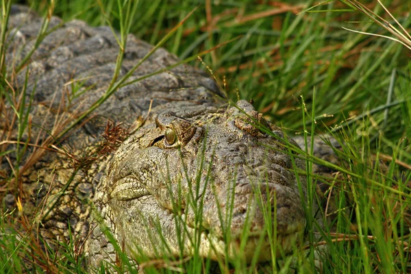 Closeup Single Crocodile Hiding Grass Shorline River — Stock Photo, Image