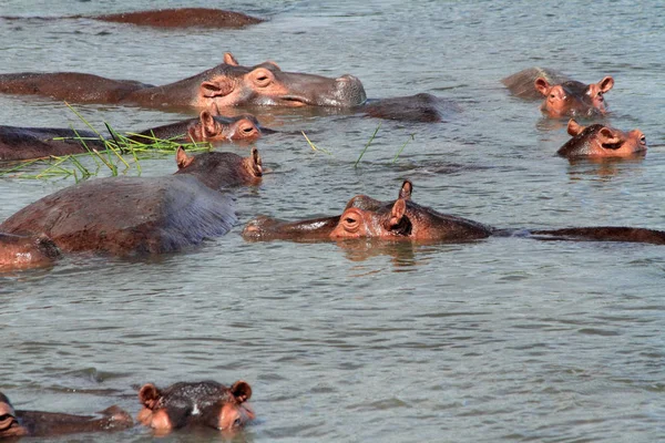 Hippopotamusses bir grup başlarını beslerken suyun üstünde sadece kaldırdı.