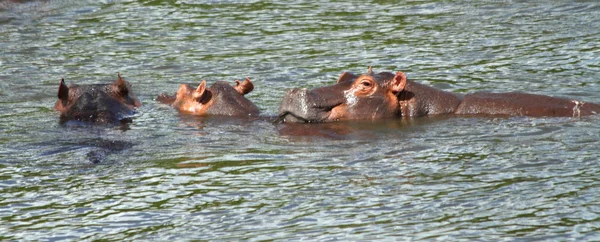 Hippo Looks Camera Small Panoramic Picture — Stock Photo, Image