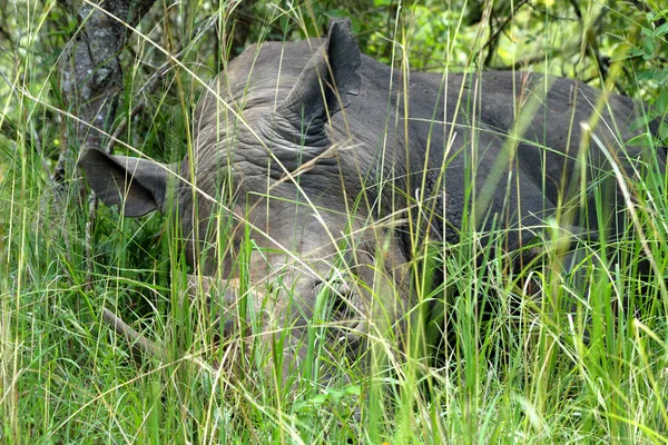 Large Rhinoceros Rests Long Green Grass Ziwa Rhino Sanctuary Uganda — Stock Photo, Image
