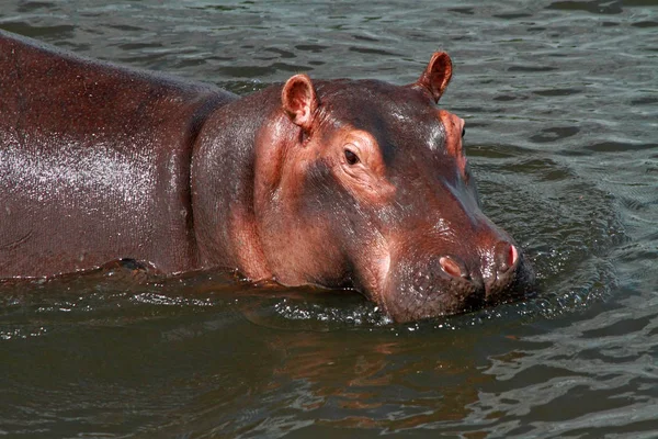 Lindo Hipopótamo Mira Cámara Mientras Está Agua — Foto de Stock