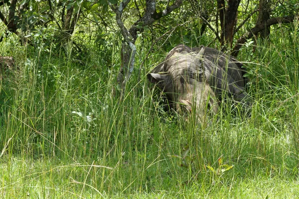 Rhinoceros Sleeps Forest Ziwa Rhino Sanctuary Uganda — Stock Photo, Image