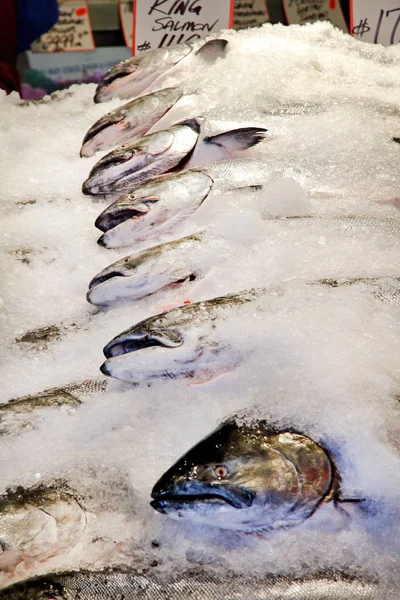 Row Whole Salmon Laying Ice Sale Public Market — Stock Photo, Image