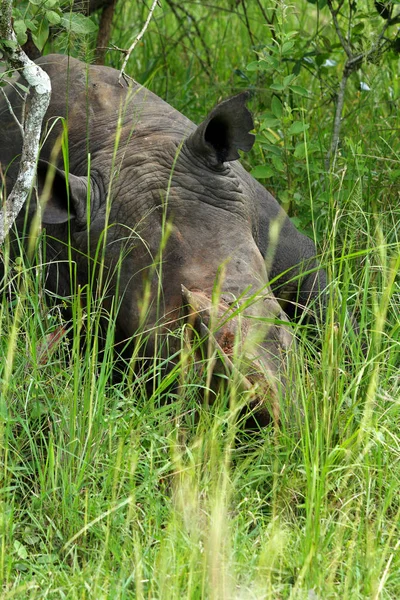 Rhinoceros Sleeping Ziwa Rhino Sanctuary Photographed Foot Standing Front Rhino — Stock Photo, Image