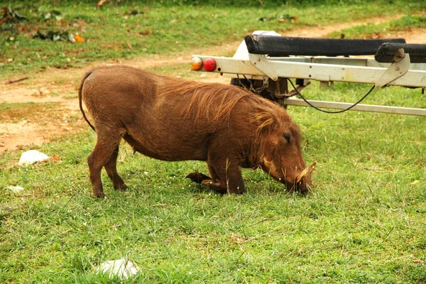 Bir Yaban Domuzu Bir Safari Kampı Çimenlerin Üzerinde Otlatmak Için — Stok fotoğraf