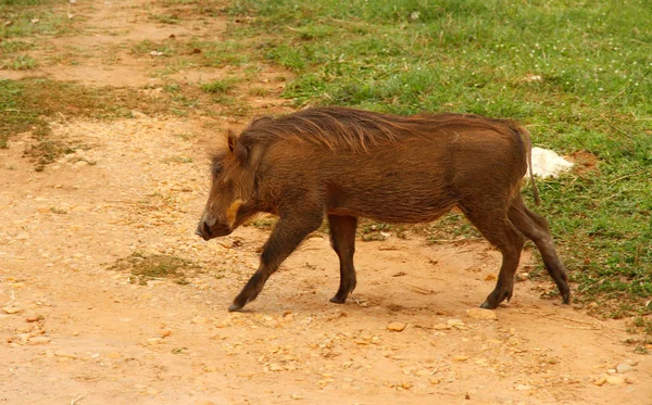 A warthog walks through safari camp on the road