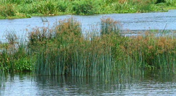 Reeds Middle Nile River Royalty Free Stock Images