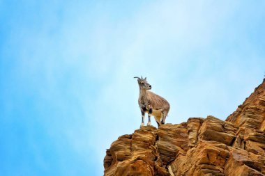Himalaya Dağları'nda nadir dağ keçisi