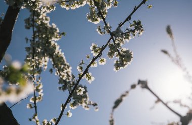 Mavi gökyüzü karşı çiçek açan ağaç 