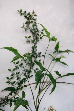 yaratıcı dekor ve tasarım bir çatı, yeşil bitki ve metal kafes için