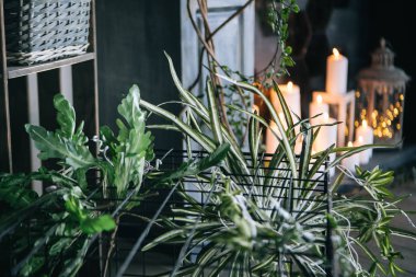 yaratıcı dekor ve tasarım bir çatı, yeşil bitki ve metal kafes için