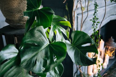 yaratıcı dekor ve çatı tasarım - yeşil bitkiler