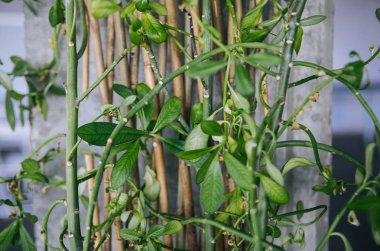 yaratıcı dekor ve çatı tasarım - yeşil bitkiler