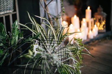 yaratıcı dekor ve tasarım bir çatı, yeşil bitki ve metal kafes için