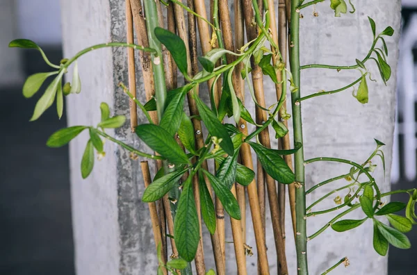 creative decor and loft design - green plants